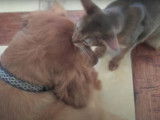 Un Abyssin adore son ami Golden Retriever