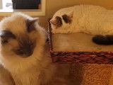 Un Lambkin et un Ragdoll font connaissance