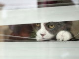 Un chat gris et blanc regarde par la fenêtre