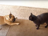 La cohabitation entre un Bouledogue Français et un chat Bombay