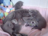 Une chatte Bleu Russe qui nourrit ses chatons