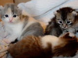 Des chatons American Curl en plein moment de tendresse