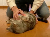 Un moment de toilettage pour un British Shorthair et un American Shorthair