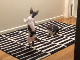 Apprentissage du saut pour ces chatons Cornish Rex