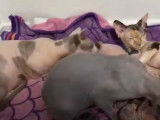C'est l'heure de la tétée pour ces chatons Bambino et Sphynx