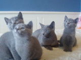 Cohabitation de chatons Bleu Russe
