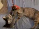 Des Bobtail Americain en pleine partie de jeu