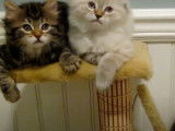 Ces chatons Americain Bobtail sont posés sur l'arbre à chat