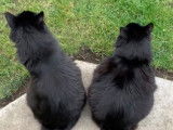 Des chats Chantilly prennent l'air
