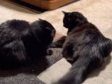 Un combat entre deux chats de race Chantilly