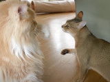 Un Chausie provoque un Maine Coon