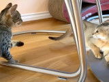 Première rencontre entre un Chausie et un Savannah