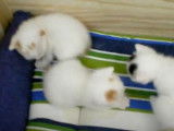 Cohabitation de chatons Bobtail Japonais