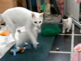 Une belle partie de jeu pour ces chatons Bobtail Japonais