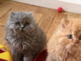 Moment de jeux pour ces chats British Longhair