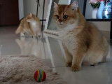 La balle est le jouet préféré de ces chats British Shorthair