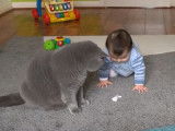 Cohabitation d'un British Shorthair et d'un enfant en bas âge