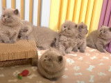Une belle fratrie de chatons British Longhair et British Shorthair