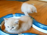 Une fratrie de chatons British Shorthair