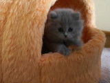 Moments de jeu pour ces petits British Longhair