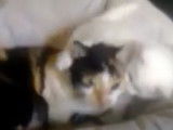 Ce chaton American Wirehair taquine un chat