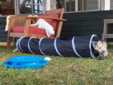 Ces Angora Turc jouent dans le jardin