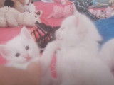 Des chatons Angora Turc d'1 mois cohabitent ensemble