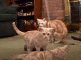 Cohabitation entre plusieurs American Shorthair