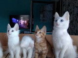 Une belle fratrie de chatons Angora Turc