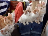 De magnifiques chatons Angora Turc qui cohabitent ensemble