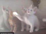 Moment de jeu pour ces Angora Turc
