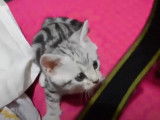 Des American Shorthair qui cohabitent ensemble