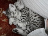 Le quotidien de plusieurs chats British Shorthair