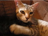 Moment de tendresse entre ces American Bobtail