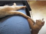La taquinerie est au programme pour ce chaton Burmilla