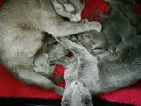 Grand moment de tendresse entre cette famille Bleu Russe