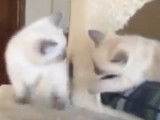 Ces chatons Bobtail du Mékong s'amusent dans l'arbre à chat