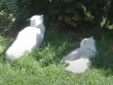Un après-midi dans le jardin pour ces British Longhair