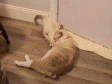 Un moment de jeu pour ces chatons Cymric