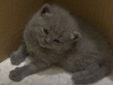 Une fratrie de chatons Chartreux très mignonne
