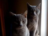 L'extérieur intrigue ces Chartreux