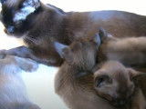 Ces chatons Burmese Anglais vivent paisiblement