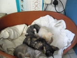 Cohabitation entre des Cornish Rex et Australian Mist