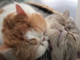 Toilette mutuelle pour ces Exotic Shorthair