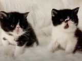 Une cohabitation réussie pour ces chatons Exotic Shorthair