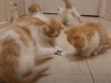 Un grand moment de jeu pour ces chatons Exotic Shorthair de 8 semaines