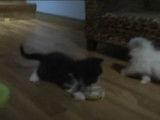 Fratrie de chatons Exotic Shorthair qui adore s'amuser