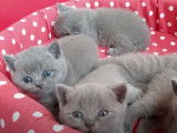 Un moment de tendresse pour cette fratrie de chatons British Shorthair