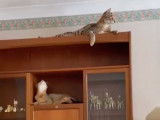 Des chats Chausie et Savannah qui se battent