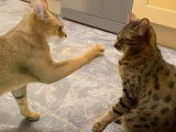 Un chaton Chausie et un chat Savannah jouent
